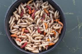 maggots 